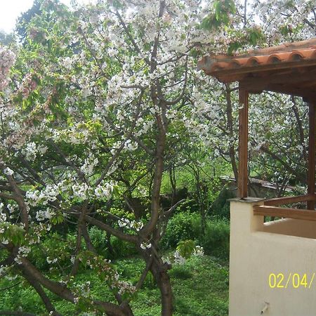 Yellow Stella Studios Σκόπελος Εξωτερικό φωτογραφία